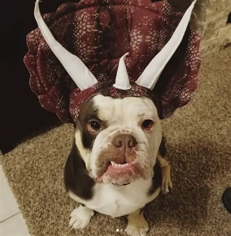 english bulldog halloween|English Bulldog Halloween Costume .